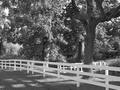 Fenced Streaming Light B&W.jpg