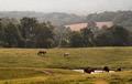 Grazing Horses.jpg