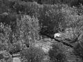 P1000797 bw.jpg