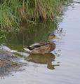 P9020486cropped.jpg