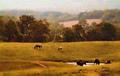 Grazing Horses.jpg