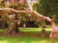 Williamsburg Cemetary.jpg