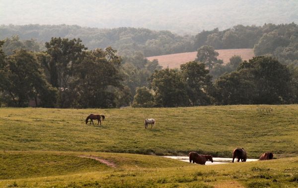 Grazing Horses.jpg
