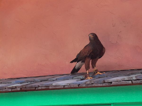 Kept Fowl.jpg