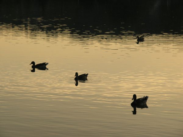 Shenlake Ducks On Golden Sunset.jpg