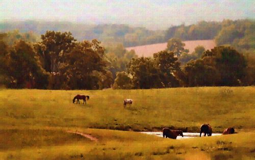 Grazing Horses.jpg