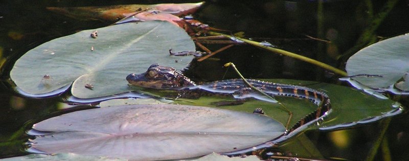 PICT0331.JPG