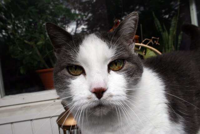 Cool Cat