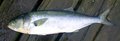 Bluefish.jpg