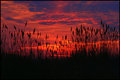 IMG_31371-sunset-n-Phragmit.jpg