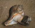 IMG_8858-Whelk-2.jpg