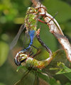IMG_9259-Dragonflys-2.jpg