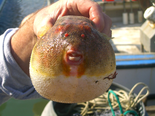 CIMG0030 Blow  fish.jpg