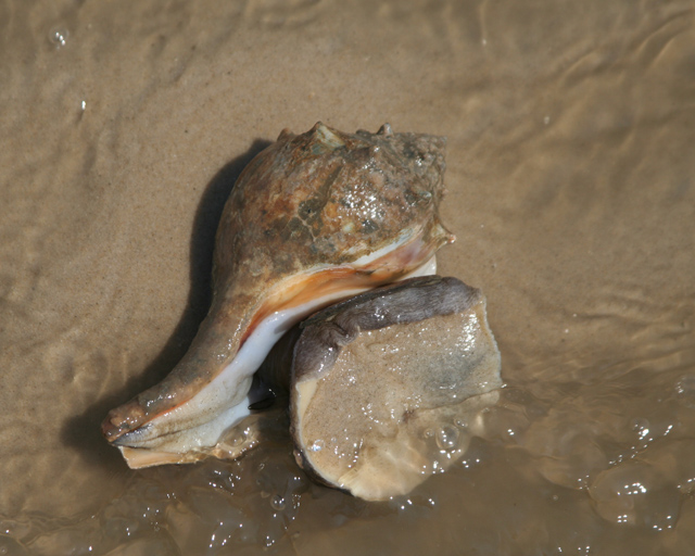 IMG_8852-Whelk-1.jpg