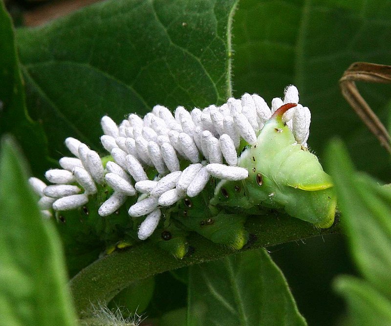 IMG_5105-Catapillar--Hitchhikers.jpg