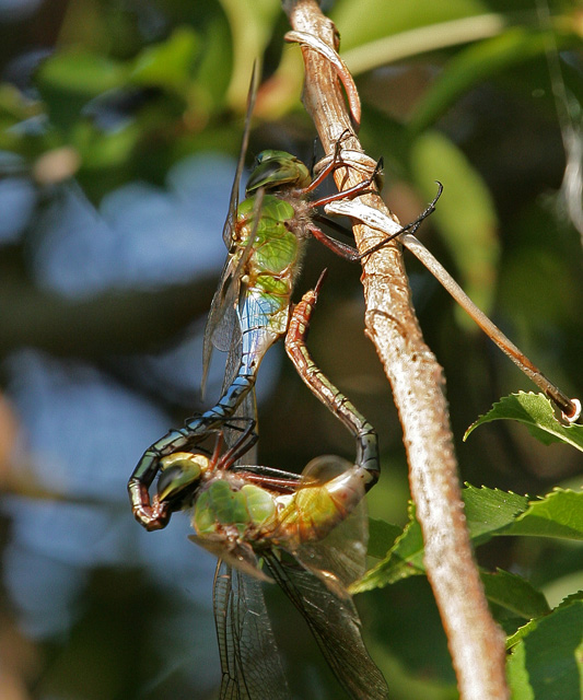 IMG_9259-Dragonflys.jpg
