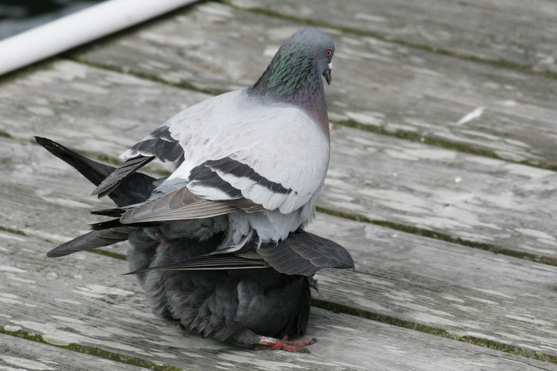 20080408_6451 Bird 3.jpg