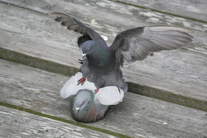 20080408_6442  Bird 2.jpg
