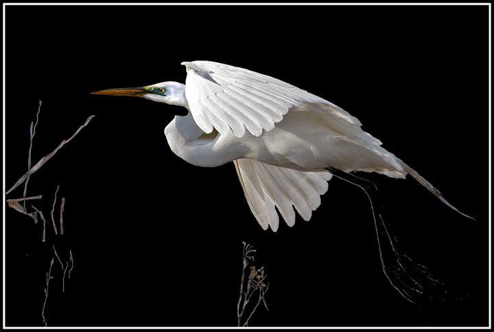 20080429_7551-egret-1007.jpg