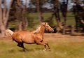 horse.jpg