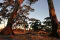 4060treesweb.jpg