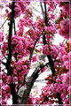 Flowered Tree