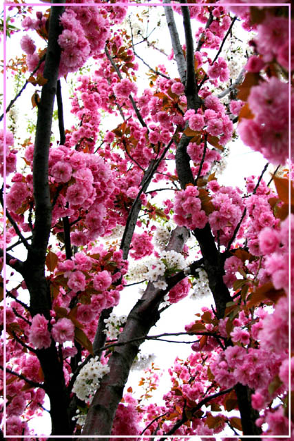 Flowered Tree