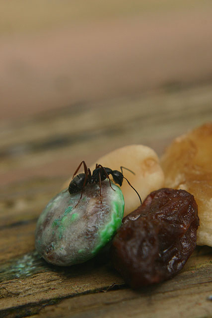 My ant photo.jpg