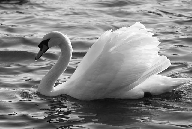 swan