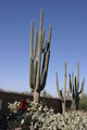 Cactus-Arizona