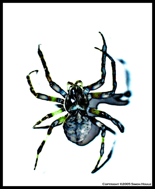Spider in Colors