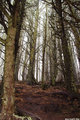 Bare Trees