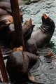 Barking Sea Lions