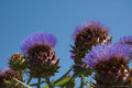 Flowering Artichokes