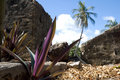 Tropical Ruins