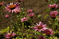 Daisies