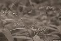 Grain