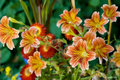 Summer Bouquet