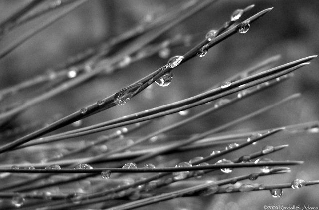 Ice Needles