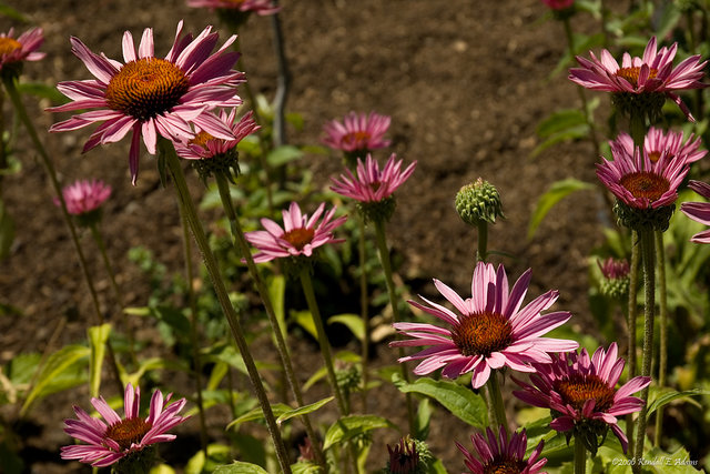 Daisies