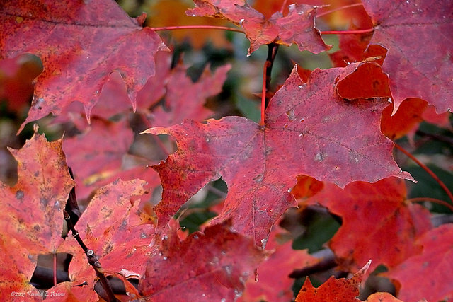 Leaves