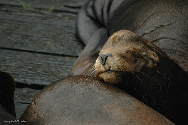 Friendly Pillow