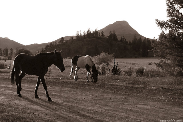 In From the Pasture