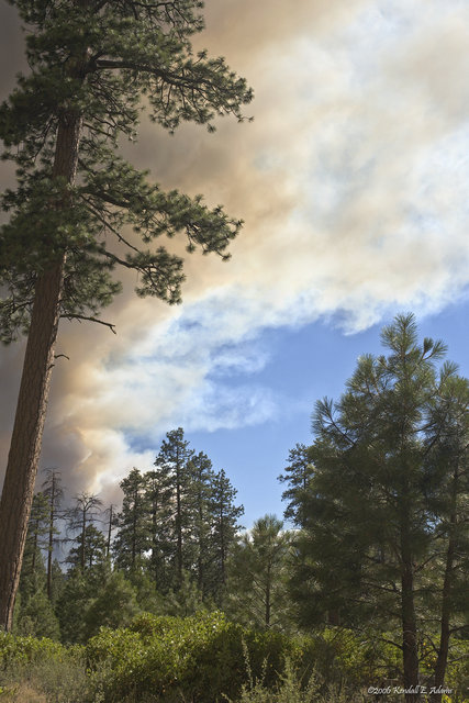 Wildfire