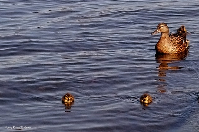 Hyde Park Ducks