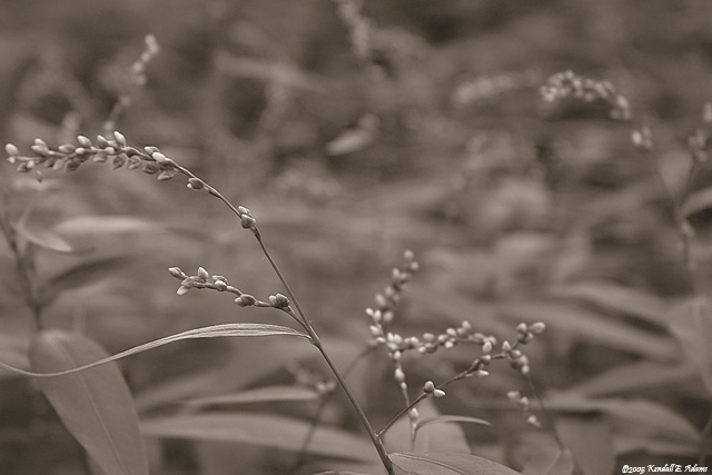 Grain