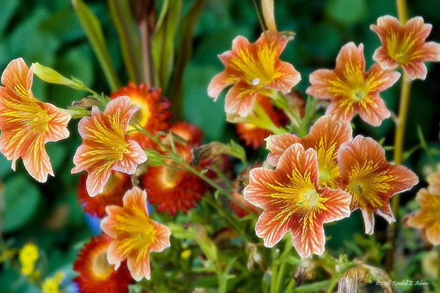 Summer Bouquet