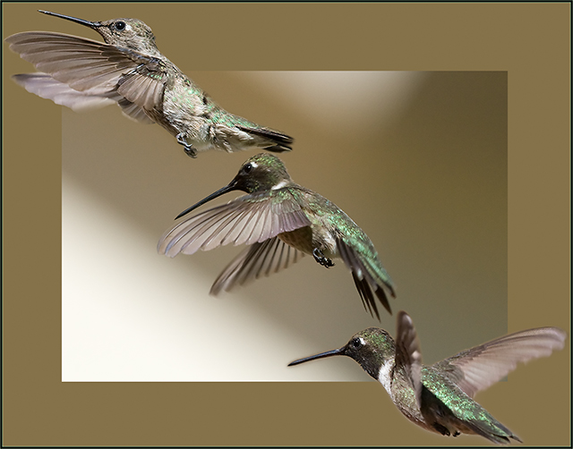 flight-of-the-hummingbird.jpg
