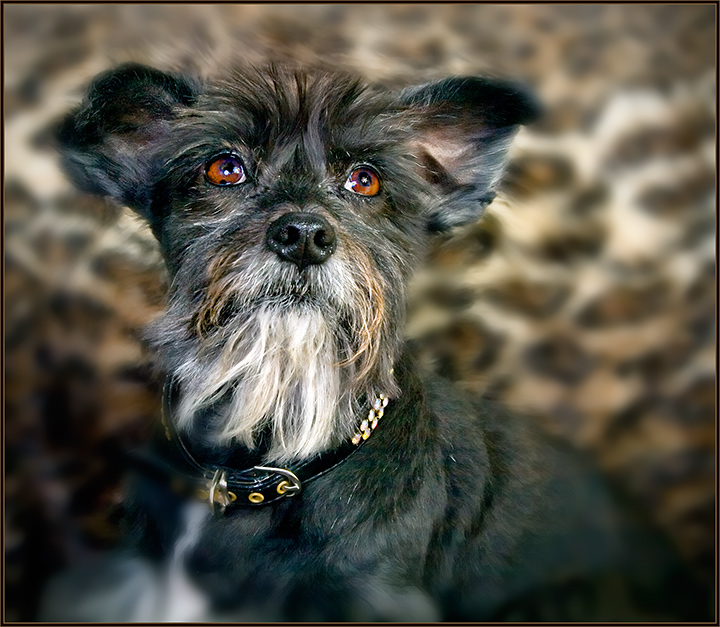 Portrait of my dog "Jack"