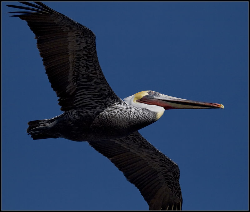 Pelican in Flight